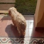 Yorkshire Terrier Mischling Chispa, 11/2015, ca. 25 cm