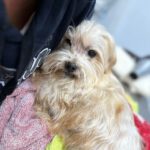 Yorkshire Terrier Mischling Chispa, 11/2015, ca. 25 cm