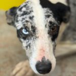 Mischling Cindy, 12/2024, ca. 50 cm