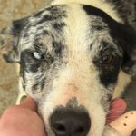 Mischling Cindy, 12/2024, ca. 50 cm