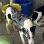 Mischling Cindy, 12/2024, ca. 50 cm