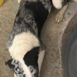 Mischling Cindy, 12/2024, ca. 50 cm