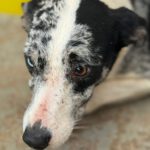 Mischling Cindy, 12/2024, ca. 50 cm