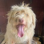 Mischling Coby, 08/2020, ca. 60 cm