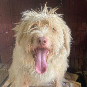 Mischling Coby, 08/2020, ca. 60 cm