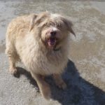 Mischling Coby, 08/2020, ca. 60 cm