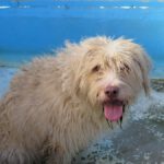 Mischling Coby, 08/2020, ca. 60 cm