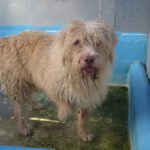 Mischling Coby, 08/2020, ca. 60 cm