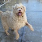 Mischling Coby, 08/2020, ca. 60 cm