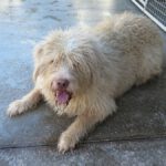 Mischling Coby, 08/2020, ca. 60 cm