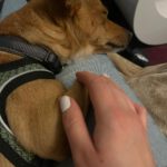 Chihuahua Mischling Coco, 09/2021, ca. 30 cm, 13507 Berlin