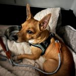 Chihuahua Mischling Coco, 09/2021, ca. 30 cm, 13507 Berlin