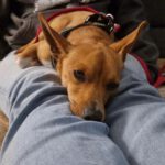 Chihuahua Mischling Coco, 09/2021, ca. 30 cm, 13507 Berlin