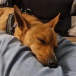 Chihuahua Mischling Coco, 09/2021, ca. 30 cm, 13507 Berlin