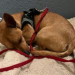 Chihuahua Mischling Coco, 09/2021, ca. 30 cm, 13507 Berlin