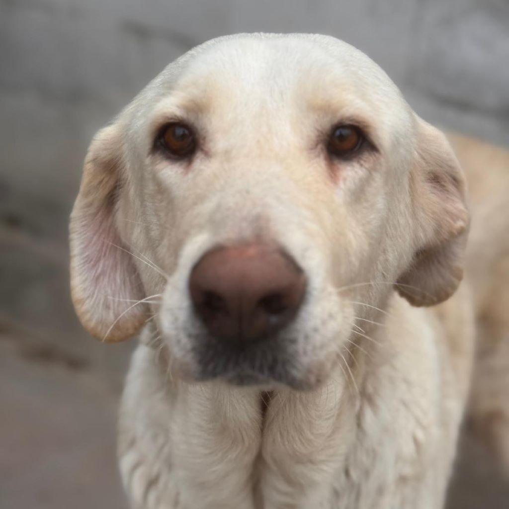 Mastin Mischling Cordelia, 11/2022, ca. 65 cm