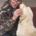 Mastin Mischling Cordelia, 11/2022, ca. 65 cm