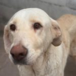 Mastin Mischling Cordelia, 11/2022, ca. 65 cm