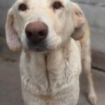 Mastin Mischling Cordelia, 11/2022, ca. 65 cm