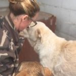 Mastin Mischling Cordelia, 11/2022, ca. 65 cm