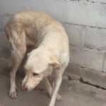 Mastin Mischling Cordelia, 11/2022, ca. 65 cm