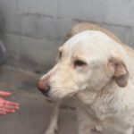 Mastin Mischling Cordelia, 11/2022, ca. 65 cm