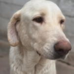 Mastin Mischling Cordelia, 11/2022, ca. 65 cm