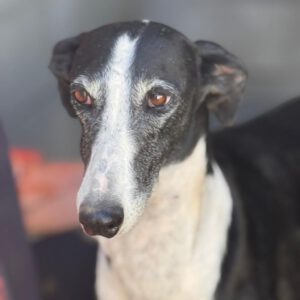 Galgo Crisis, 12/2018, ca. 60 cm