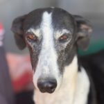 Galgo Crisis, 12/2018, ca. 60 cm