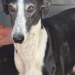 Galgo Crisis, 12/2018, ca. 60 cm