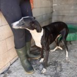 Galgo Crisis, 12/2018, ca. 60 cm