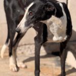 Galgo Crisis, 12/2018, ca. 60 cm