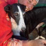 Galgo Crisis, 12/2018, ca. 60 cm