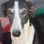 Galgo Crisis, 12/2018, ca. 60 cm