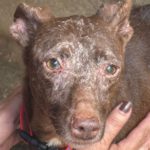 Podenco Curro, 02/2013, ca. 45 cm, 95517 Emtmannsberg