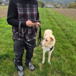 Mastin Dama, 12/2019, ca. 75 cm, 61250 Usingen/ Weinborn