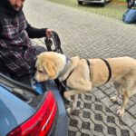 Mastin Dama, 12/2019, ca. 75 cm, 61250 Usingen/ Weinborn