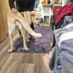 Mastin Dama, 12/2019, ca. 75 cm, 61250 Usingen/ Weinborn