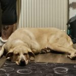 Mastin Dama, 12/2019, ca. 75 cm, 61250 Usingen/ Weinborn