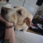 Mastin Dama, 12/2019, ca. 75 cm, 61250 Usingen/ Weinborn