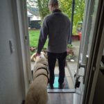 Mastin Dama, 12/2019, ca. 75 cm, 61250 Usingen/ Weinborn