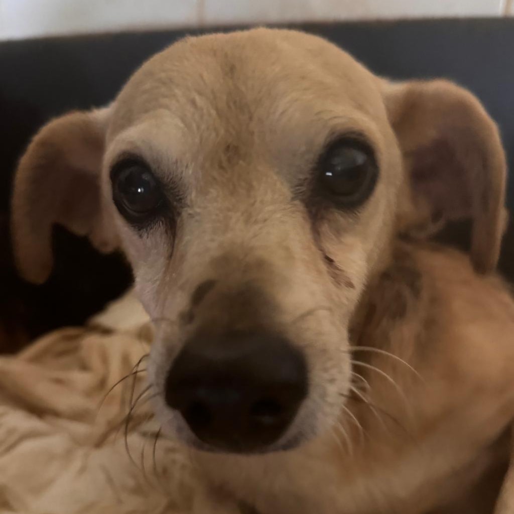 Beagle-Mischling Dami, 11/2015, ca. 35 cm