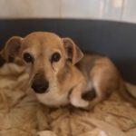 Beagle-Mischling Dami, 11/2015, ca. 35 cm