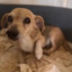 Beagle-Mischling Dami, 11/2015, ca. 35 cm