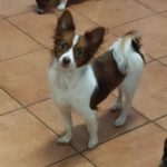 Chihuahua Pomeranian Mischling Daniela, 05/2024, ca. 30 cm