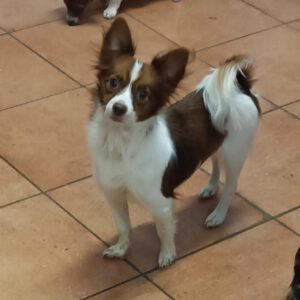 Chihuahua Pomeranian Mischling Daniela, 05/2024, ca. 30 cm