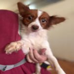 Chihuahua Pomeranian Mischling Daniela, 05/2024, ca. 30 cm