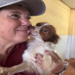 Chihuahua Pomeranian Mischling Daniela, 05/2024, ca. 30 cm