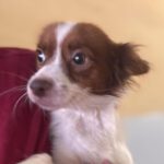 Chihuahua Pomeranian Mischling Daniela, 05/2024, ca. 30 cm