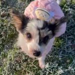 Biewer Yorkshire Terrier Diana, 06/2023, ca. 18 cm, 35096 Wenkbach